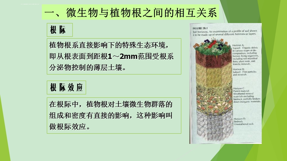 微生物与植物互作ppt课件.ppt_第3页