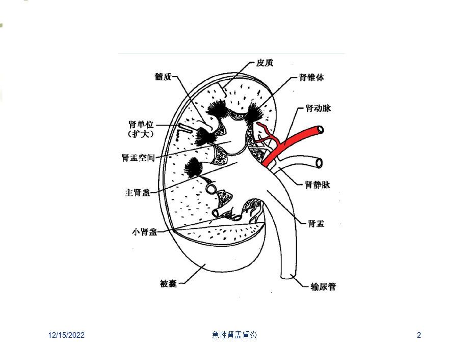 急性肾盂肾炎培训课件.ppt_第2页