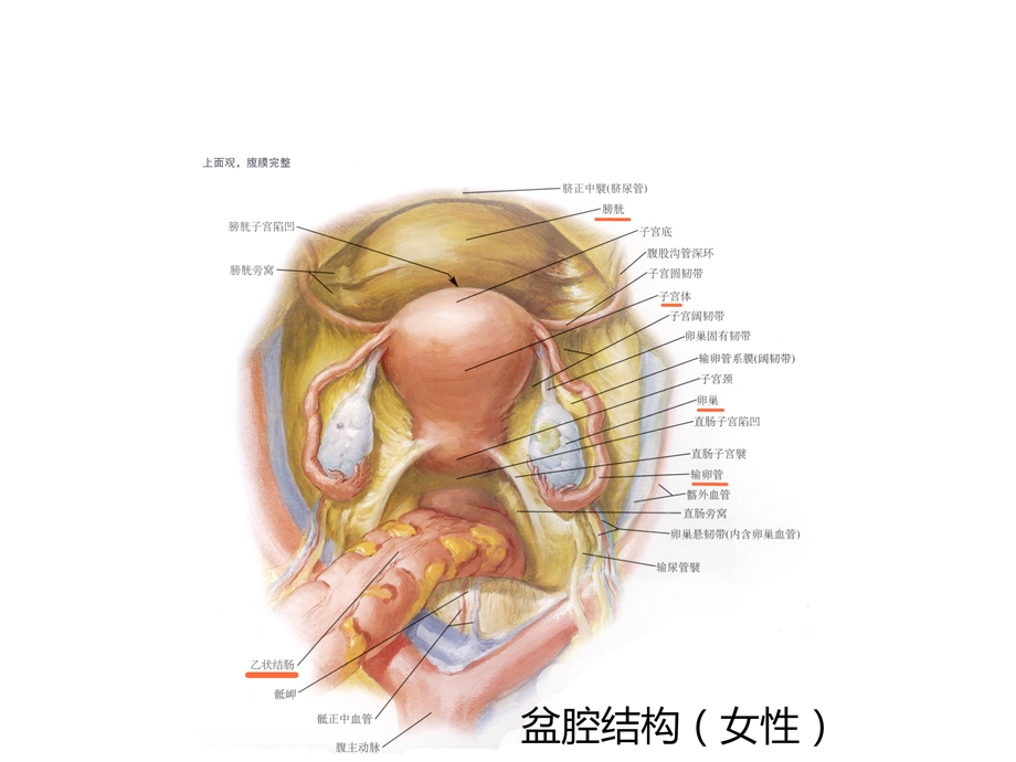 妇产巡诊盆腔包块.pptx_第2页