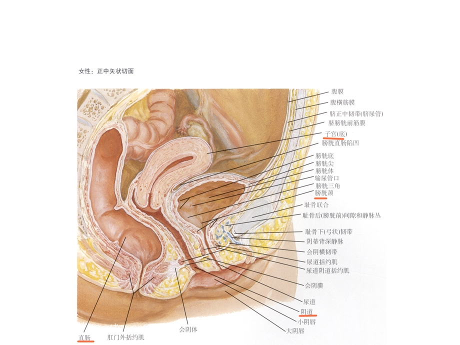 妇产巡诊盆腔包块.pptx_第3页