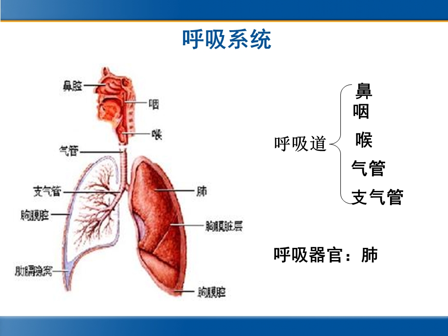 急性上、下呼吸道感染的治疗ppt课件.ppt_第2页