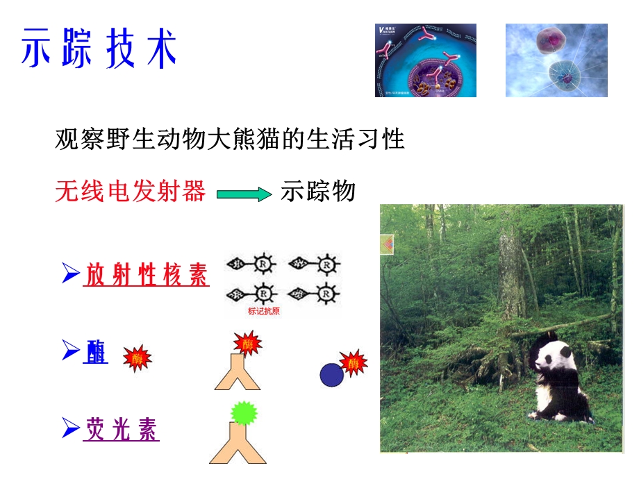 核医学第4章放射性核素标记化合物课件.ppt_第2页