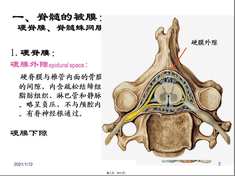 局解脑脊髓被膜及血管课件.ppt_第2页