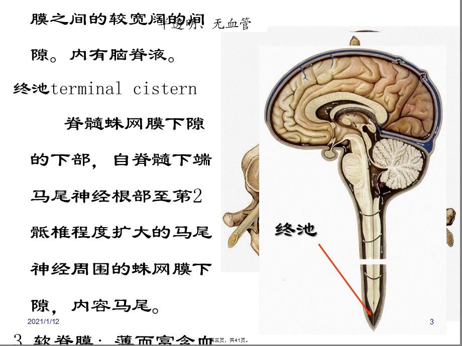 局解脑脊髓被膜及血管课件.ppt_第3页