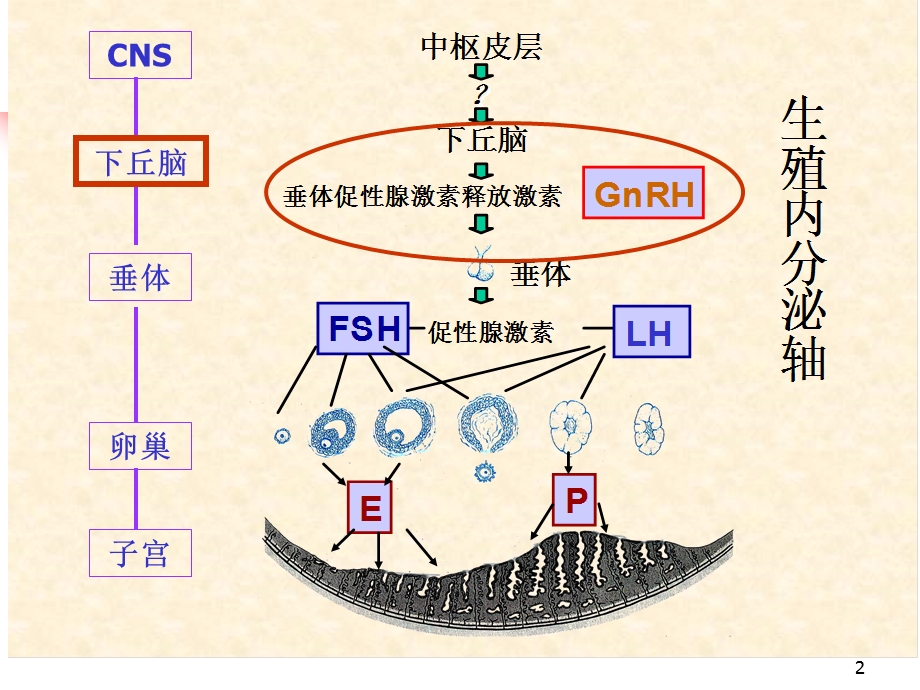 性激素测定的临床意义ppt课件.ppt_第2页