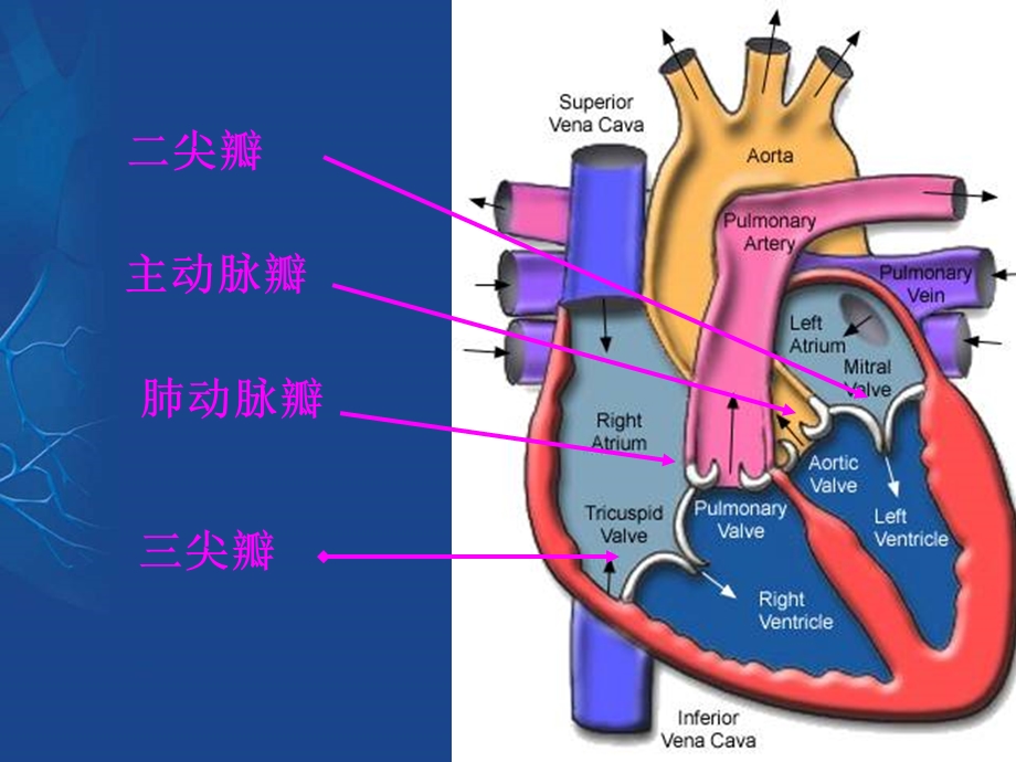 瓣膜病此学习课件.pptx_第2页