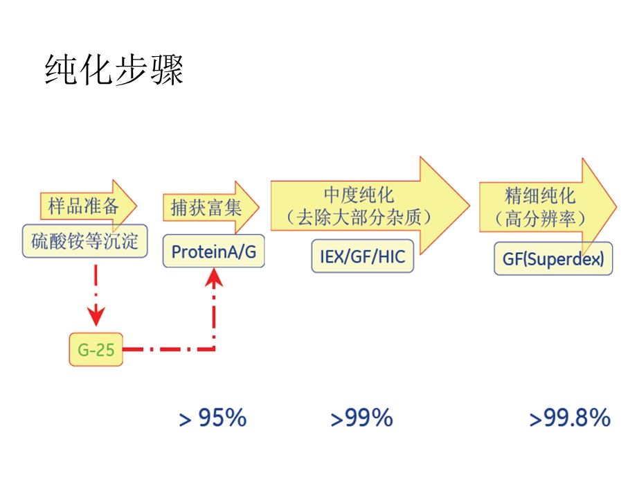 抗体的检测和纯化ppt课件.ppt_第3页