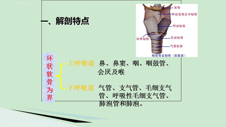 小儿呼吸系统特点ppt课件.ppt_第3页