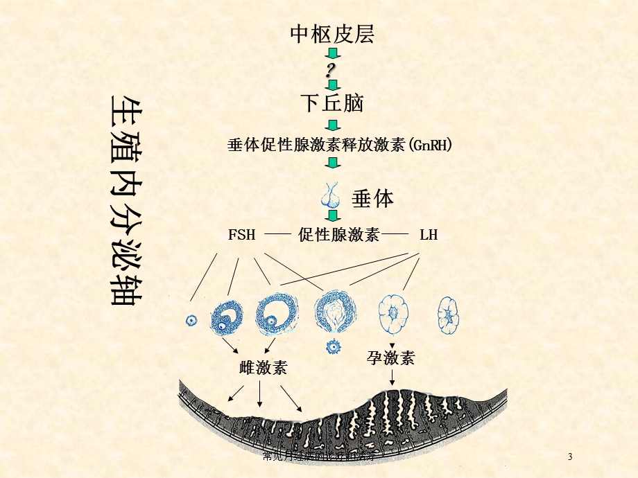 常见月经病的诊疗和治疗培训课件.ppt_第3页