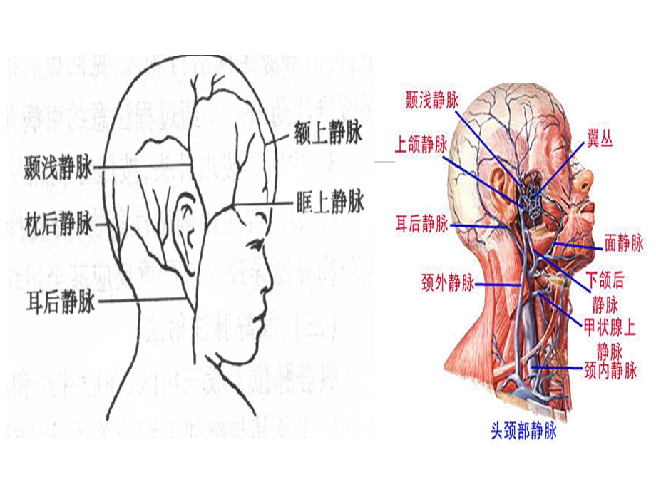 小儿头皮静脉ppt课件.ppt_第3页