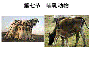 广东省八年级生物上册教学课件：517哺乳动物(共29张).ppt