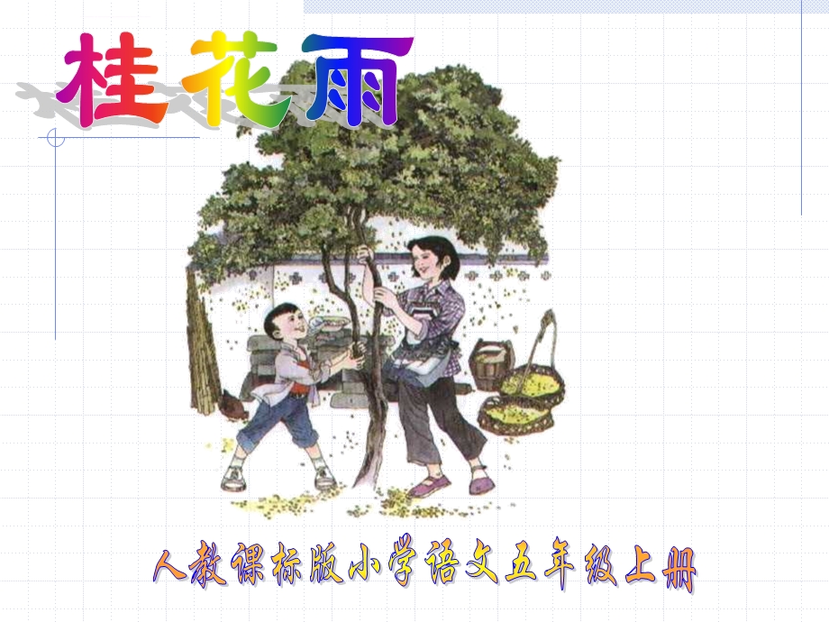 小学五年级上册《桂花雨》ppt课件.ppt_第1页