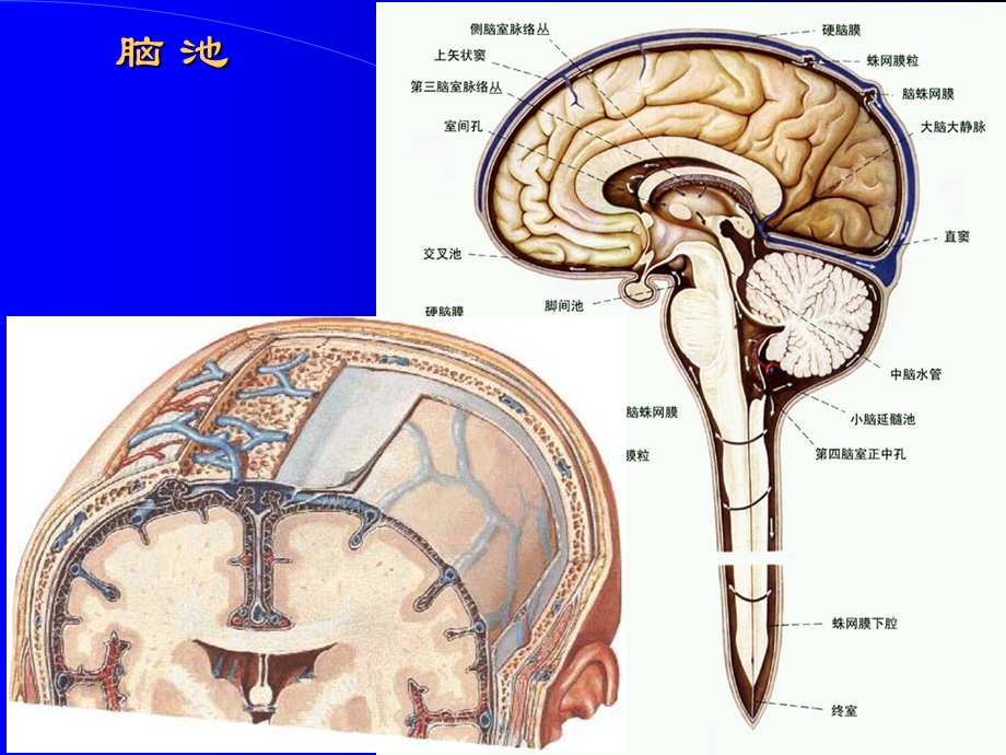 断层解剖脑池脑血管课件.ppt_第1页