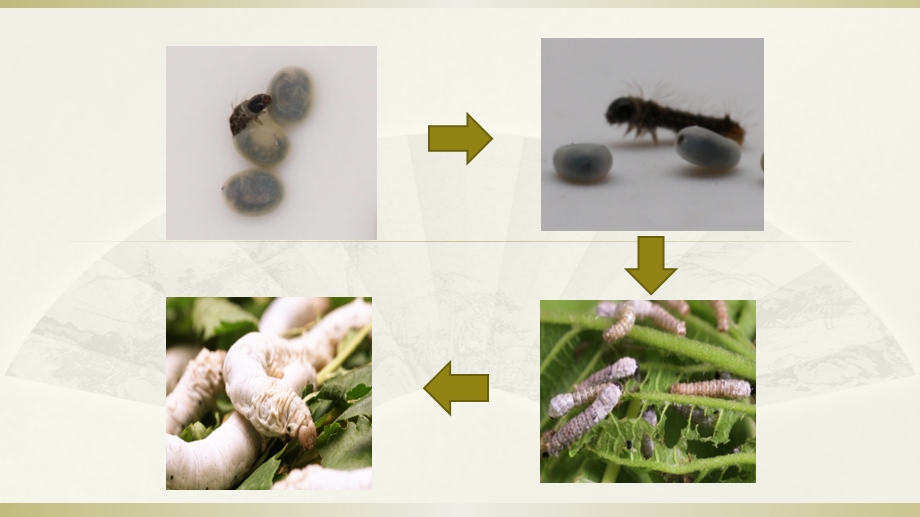 教科版三年级下册科学24《蚕变了新模样》教学课件.pptx_第2页