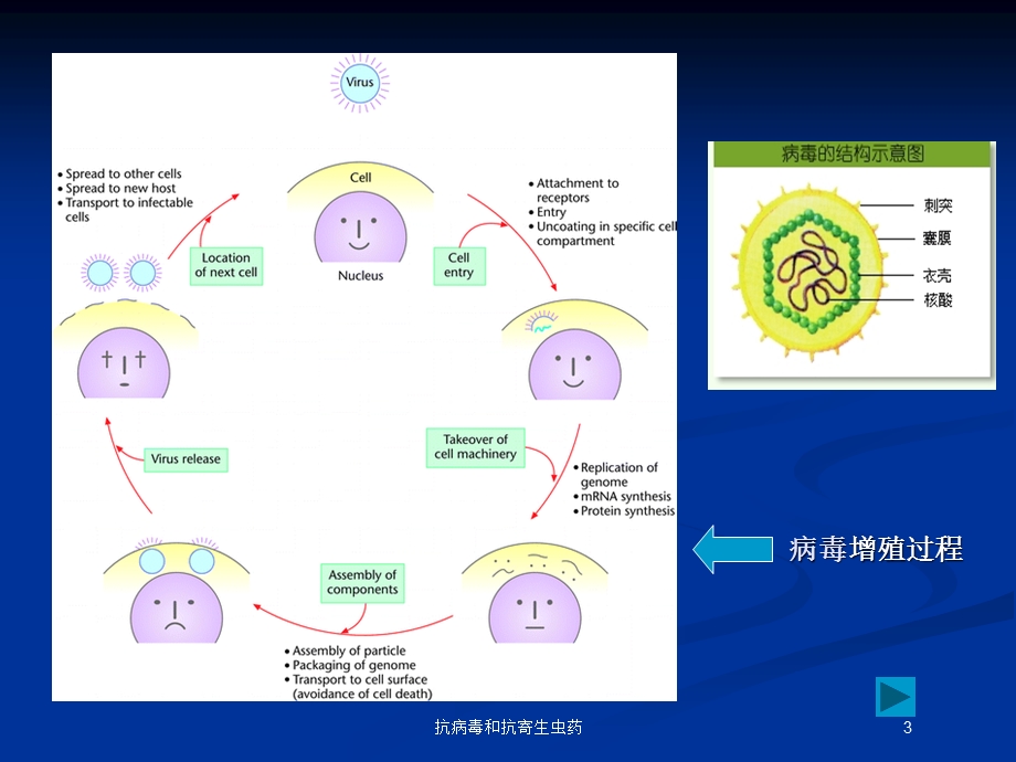 抗病毒和抗寄生虫药培训课件.ppt_第3页