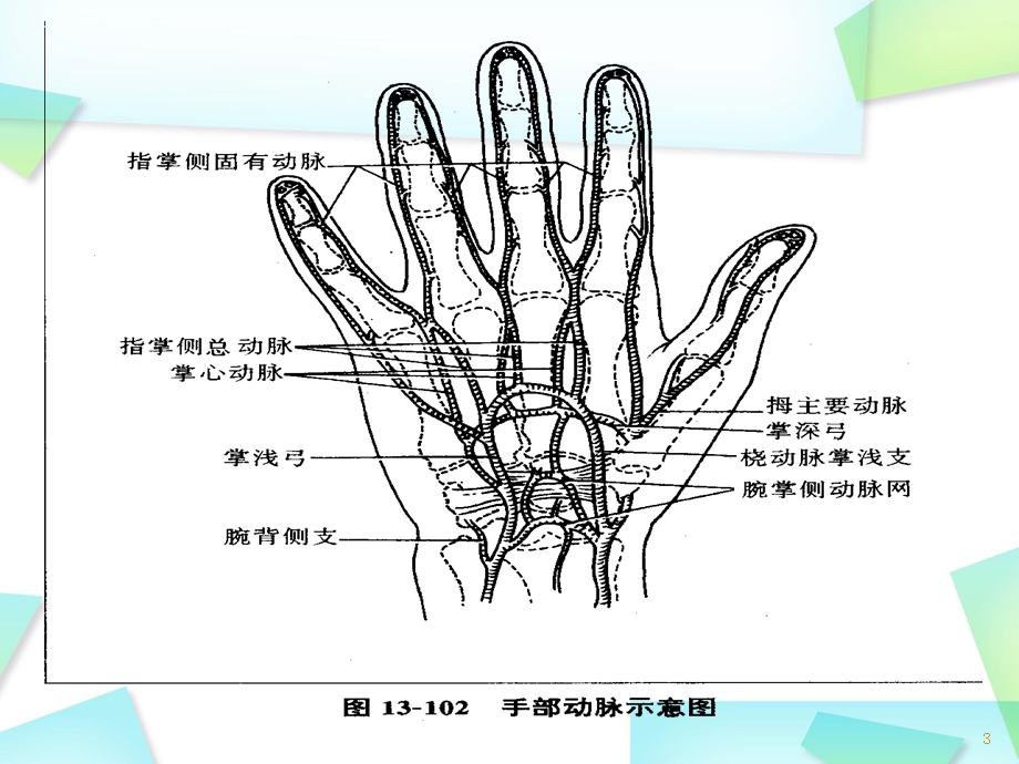 断指再植术后护理及血运观察课件.pptx_第3页