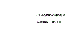 教科版小学科学新版三年级下册科学21迎接蚕宝宝的到来(课件).ppt