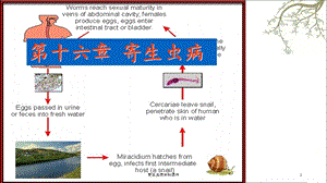 寄生虫病本科课件.ppt