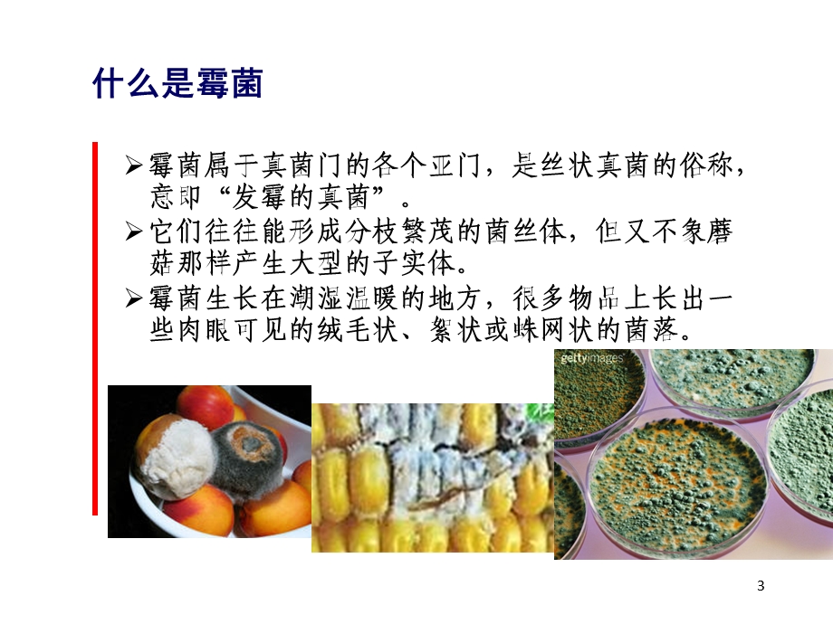 环境霉菌控制精选课件.ppt_第3页