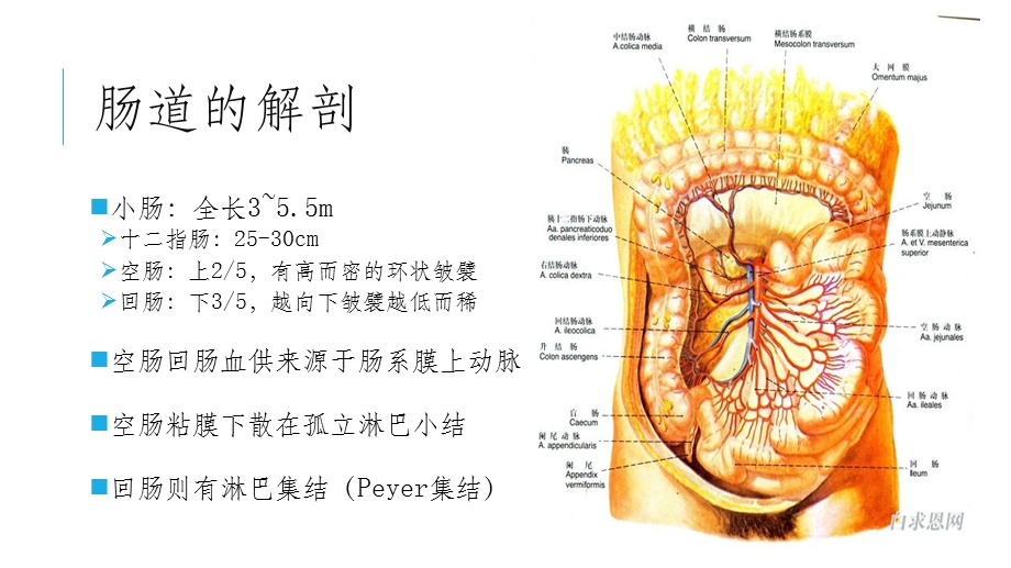 小肠疾病复旦精品课程ppt课件.pptx_第2页