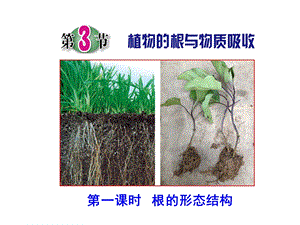 植物的根与物质吸收(第一课时)课件(浙教版八年级下册科学).ppt