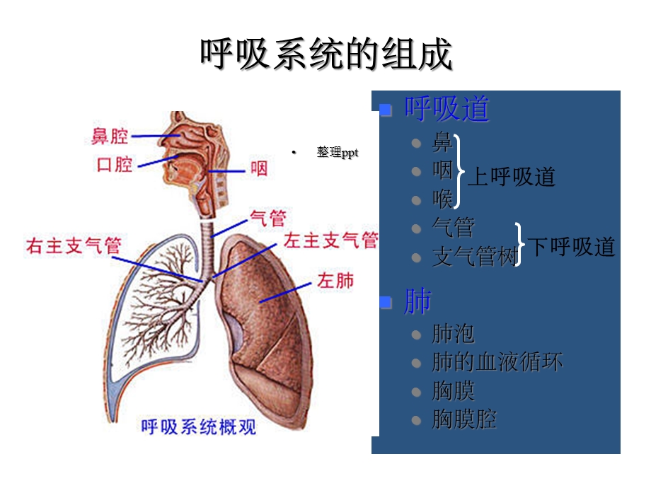 急性上呼吸道感染合理用药课件.ppt_第2页