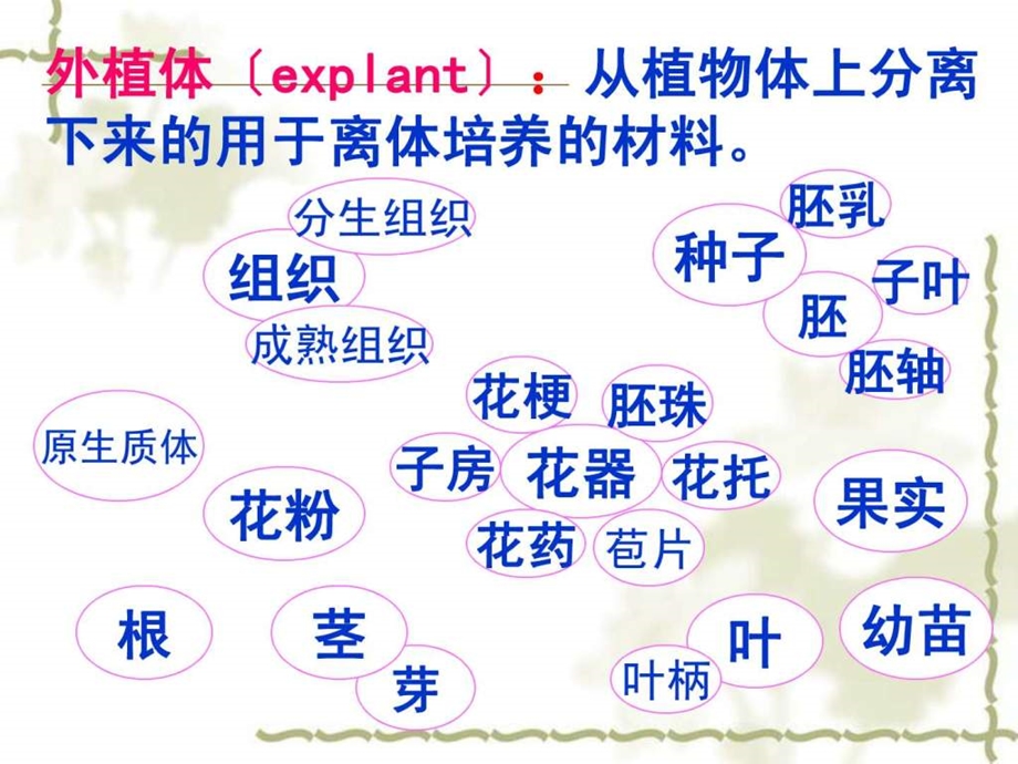 植物组织培养简介课件.ppt_第3页