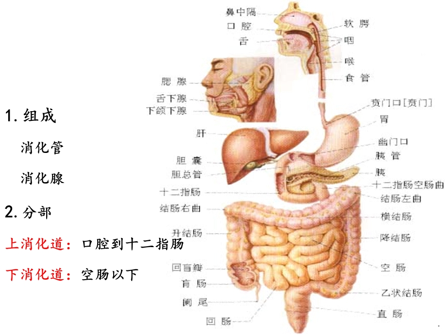 急慢性胃炎护理课件.ppt_第2页