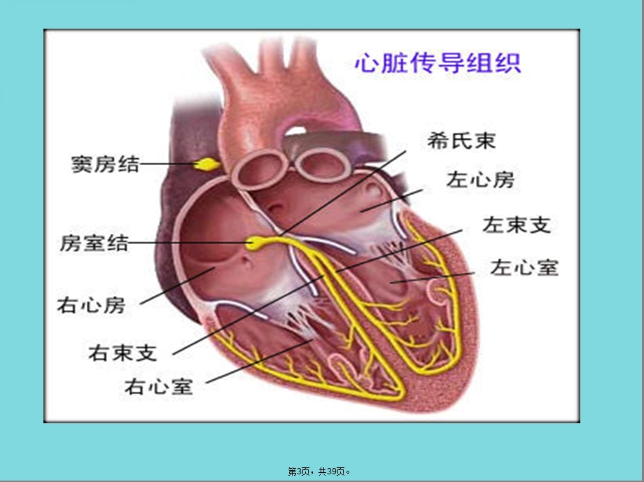 心电图基础知识课件(共39张).pptx_第3页