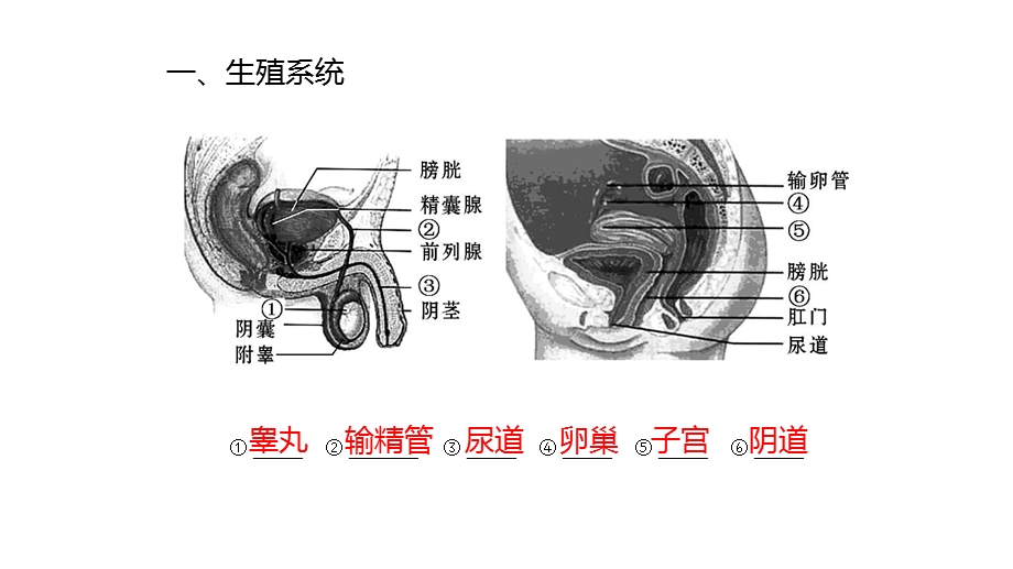 生物七年级下册《人的生殖》省优质课一等奖课件.pptx_第3页