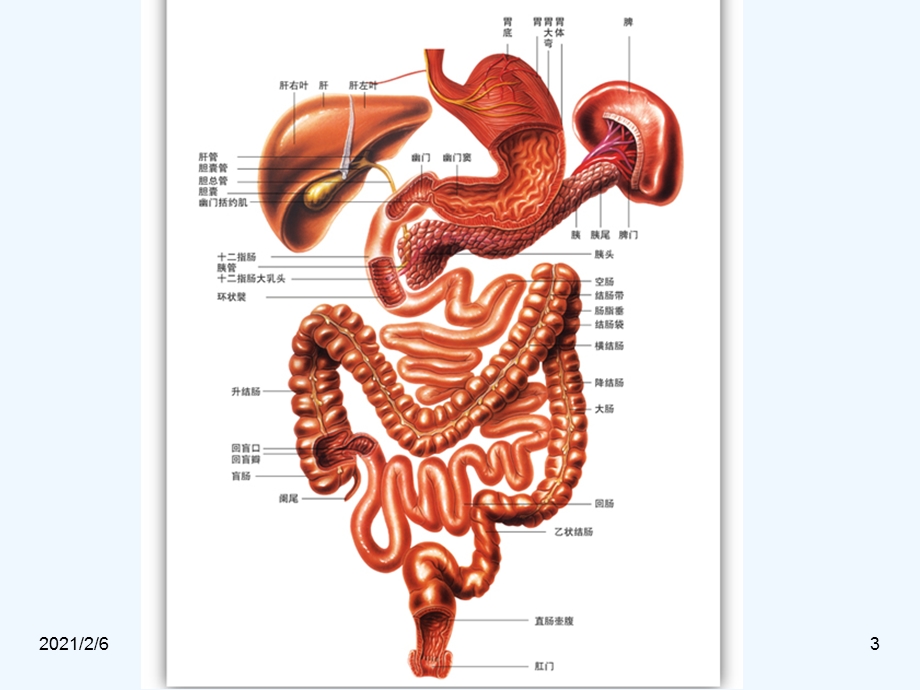 改善胃肠道功能性食品课件.ppt_第3页