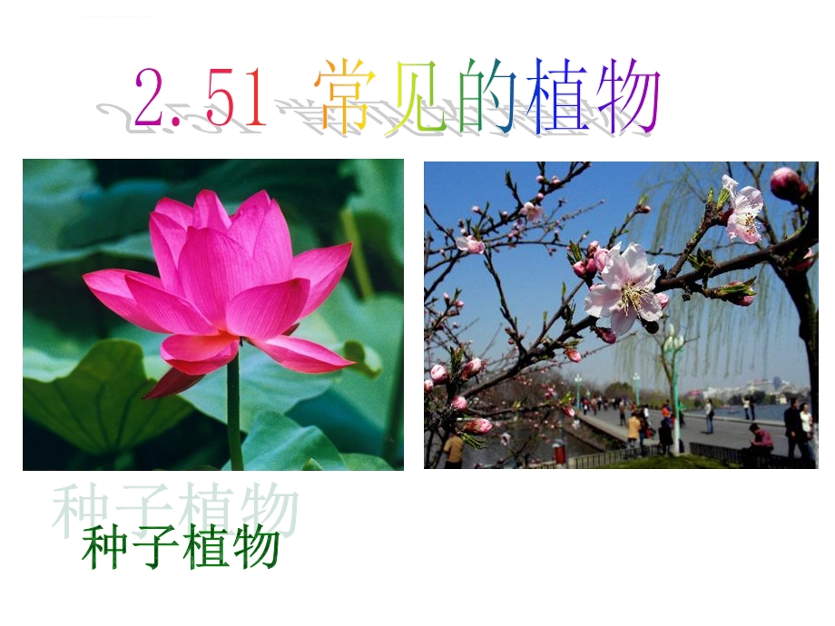 常见的植物种子植物ppt课件.ppt_第1页