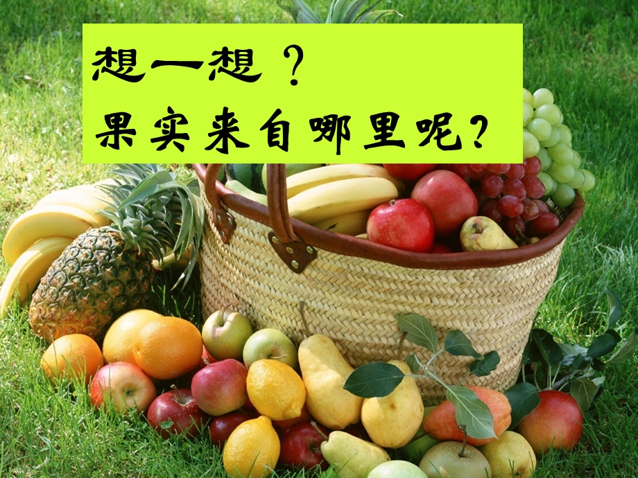 常见的植物种子植物ppt课件.ppt_第2页