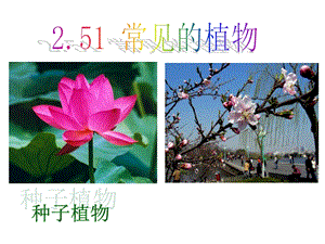 常见的植物种子植物ppt课件.ppt