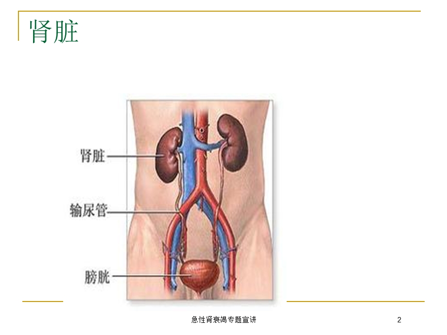 急性肾衰竭专题宣讲培训课件.ppt_第2页