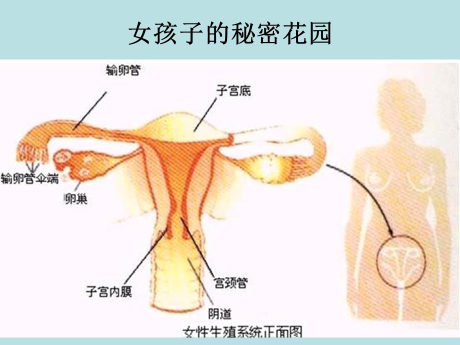 女生早期性教育(生理卫生课)课件.ppt_第3页