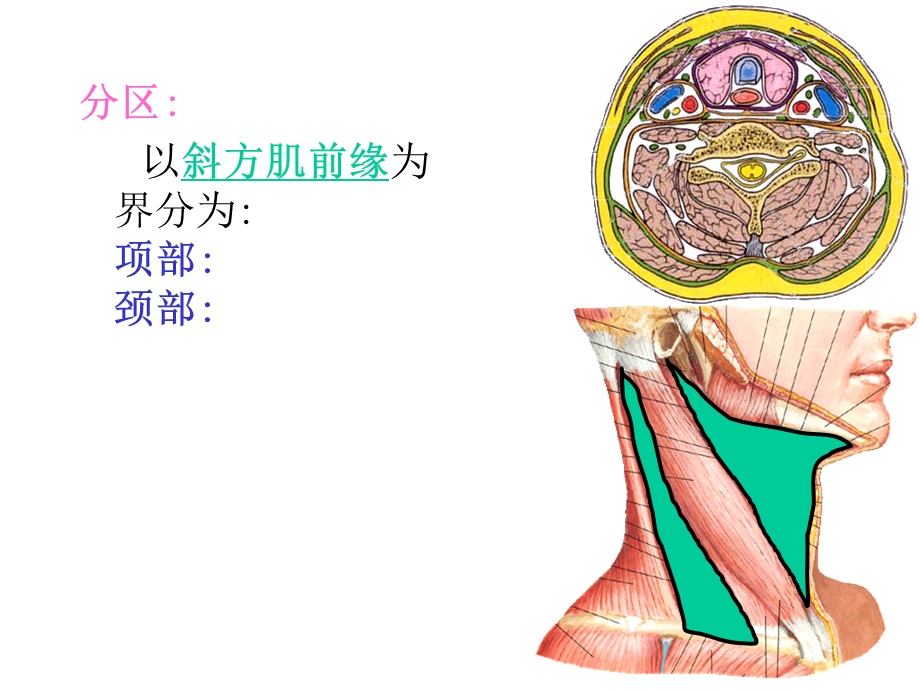 局部解剖学(颈部)ppt课件.ppt_第3页