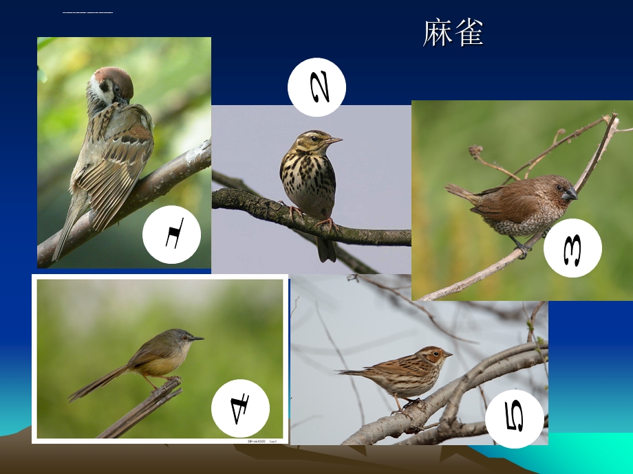 常见鸟类的识别ppt课件.ppt_第2页