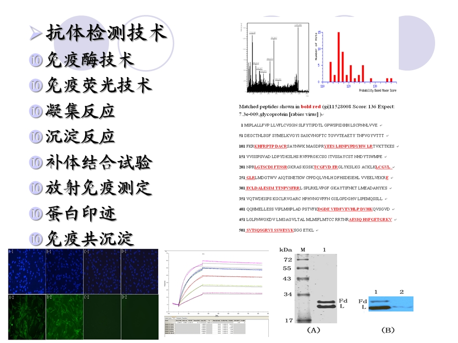 抗体检测技术与类风湿因子课件.ppt_第2页