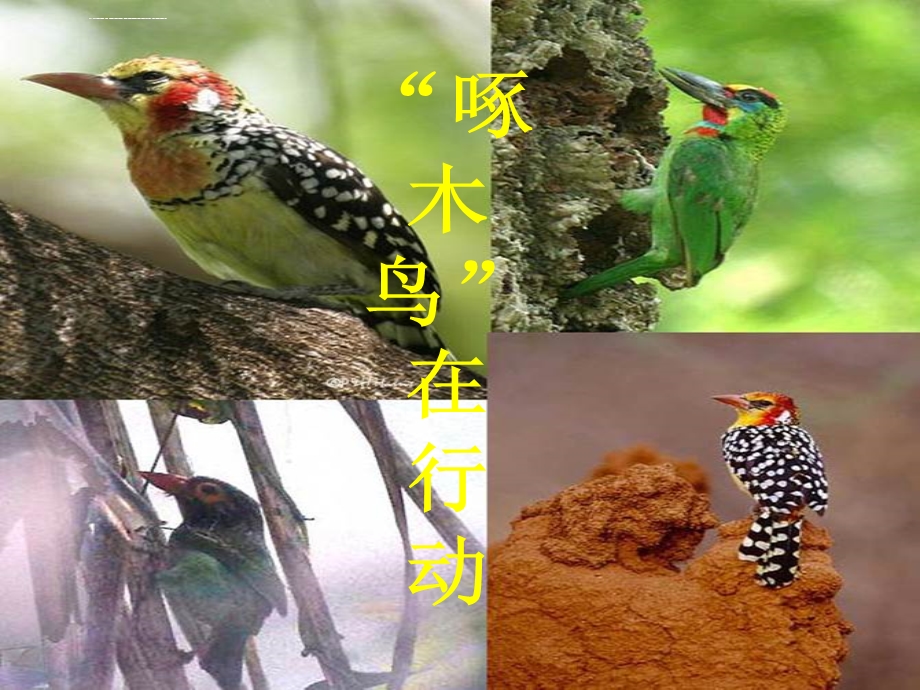 找找身边的错别字——“啄木鸟”行动ppt课件.ppt_第2页