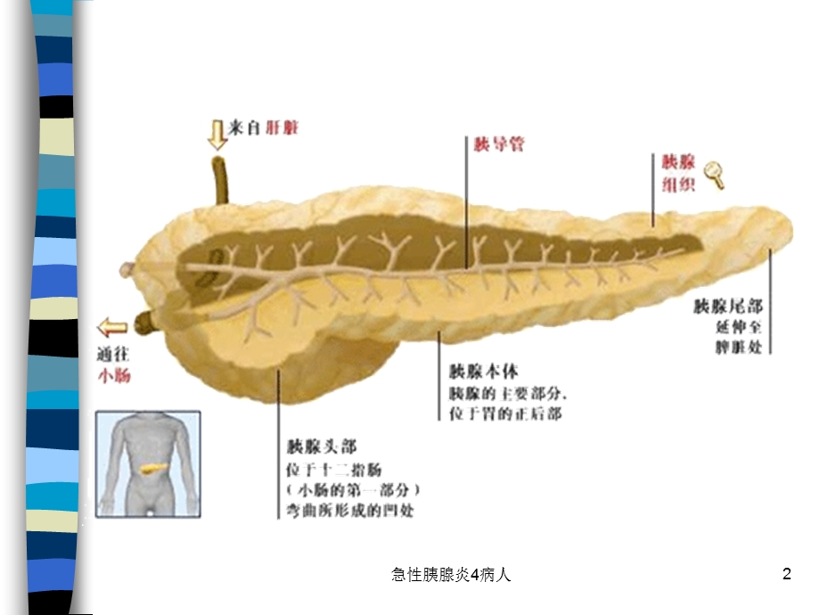 急性胰腺炎4病人课件.ppt_第2页