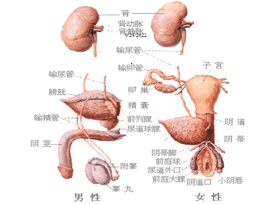 妇科疾病知识精选课件.ppt_第3页