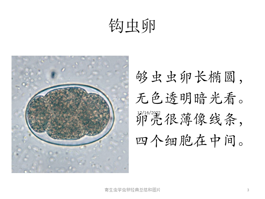 寄生虫学虫卵经典总结和图片课件.ppt_第3页