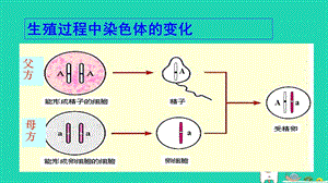 新人教版八年级生物下册第三节基因的显性和隐性课件.ppt