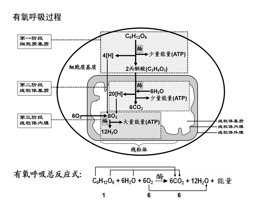 总光合及净光合的区分ppt课件.ppt_第2页