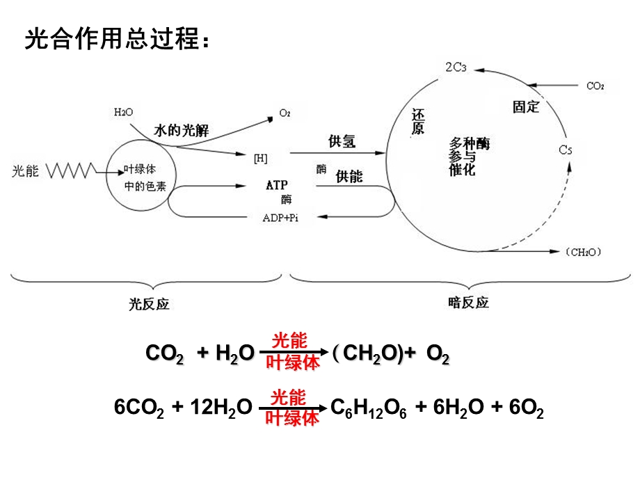 总光合及净光合的区分ppt课件.ppt_第3页