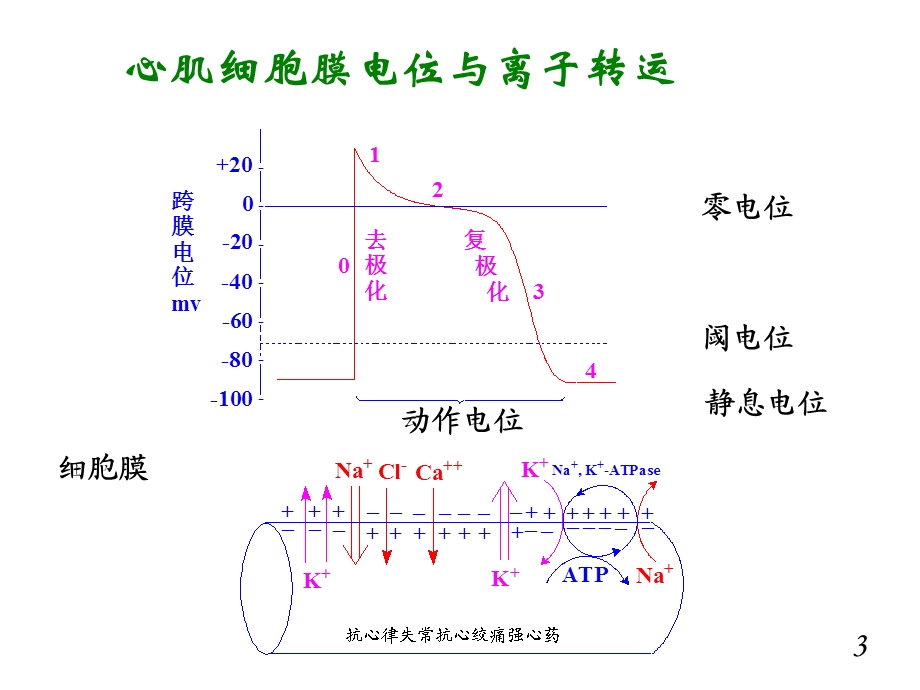 抗心律失常抗心绞痛强心药课件.ppt_第3页