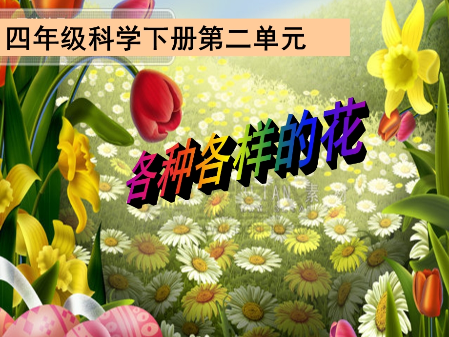 教科版四年级下册第二单元《各种各样的花》ppt课件.ppt_第1页