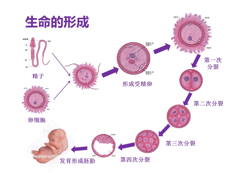 干细胞临床治疗应用现状课件.ppt_第3页