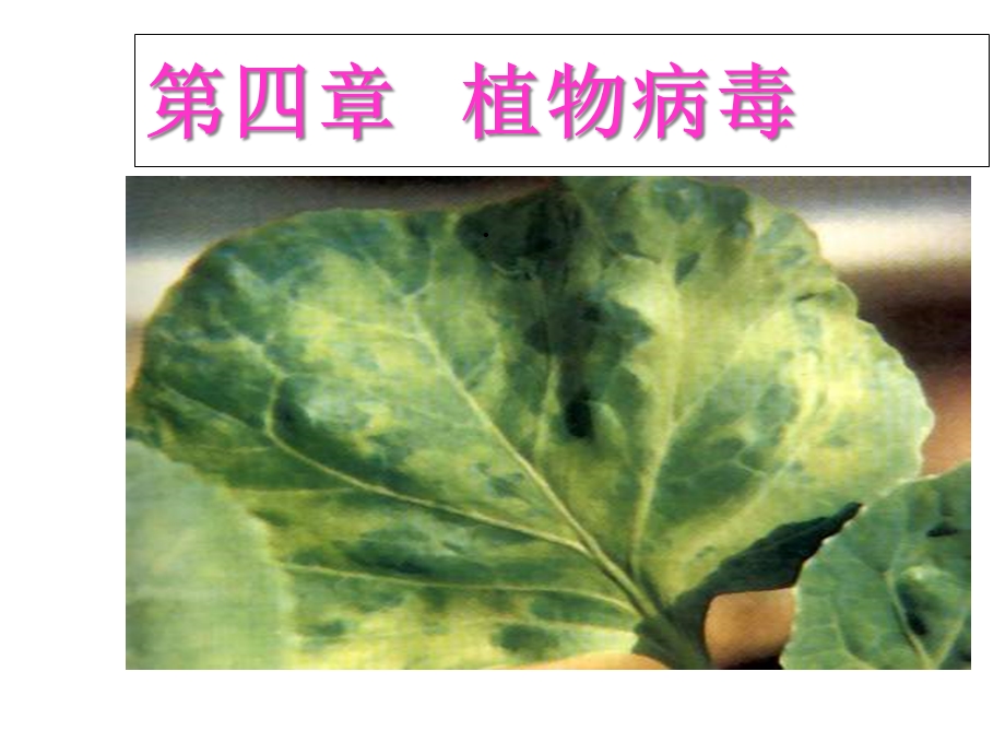 植物病毒1课件.ppt_第1页